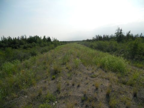 1986 Ford F-150 - A desolate, overgrown dirt road stretches into the distance, bordered by dense trees and vegetation, with a watermark at the bottom right.