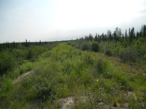 1986 Ford F-150 - A dirt road is barely visible, overgrown with grass and surrounded by dense trees and brush.