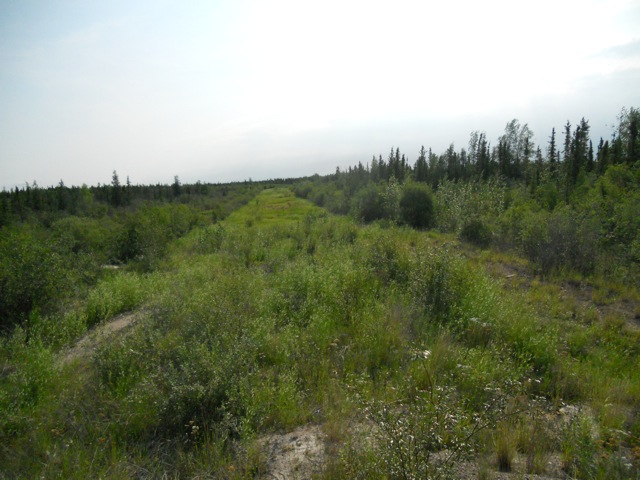 overgrown dirt road through woods with trees on both sides