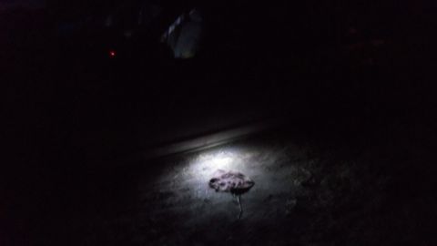 2000 Mercury Grand Marquis - A dark scene illuminated by a spotlight reveals a dead animal on the ground, with the Supermotors.net logo in the corner.