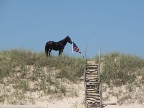 1979 Ford Bronco - A solitary black horse stands guard on a dune, with an American flag waving nearby.