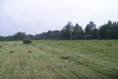 2000 Chevrolet Tahoe - A wide view of a grassy field dotted with rectangular hay bales, with a line of trees in the background under an overcast sky.