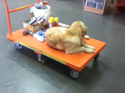 2006 Ford E350 - A dog naps on a cart loaded with buckets and tubes of caulk.