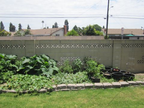 1990 Ford Bronco - A backyard scene shows a thriving vegetable garden against a cinder block wall on a sunny day.