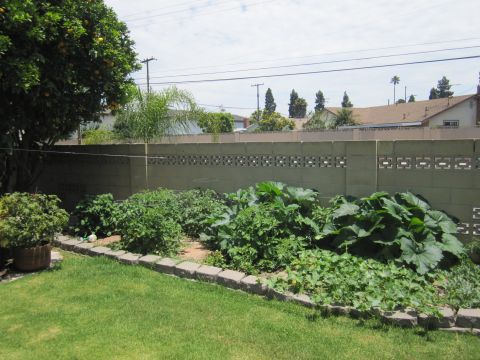 1990 Ford Bronco - A well-maintained backyard garden features a variety of plants and vegetables, bordered by a concrete block fence.