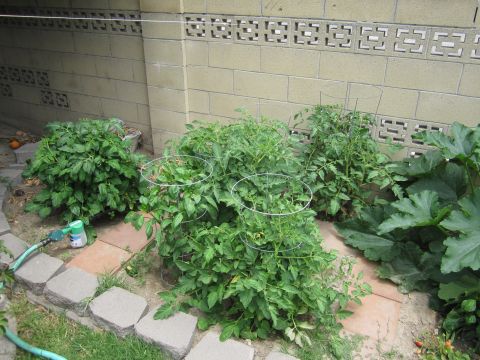 1990 Ford Bronco - A backyard garden scene tomato plants and zucchini, with a brick wall in the background.