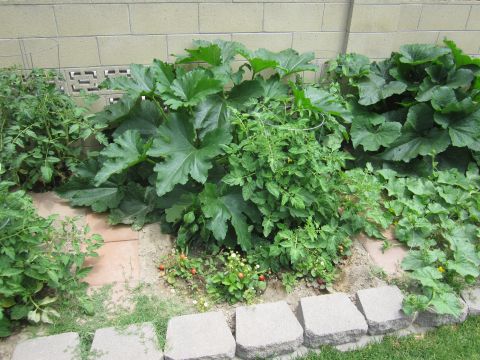 1990 Ford Bronco - A lush garden bed features tomato plants, large zucchini leaves, and small strawberry plants.
