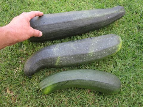 1990 Ford Bronco - A hand rests on the largest of three oversized zucchini displayed on a grassy lawn.