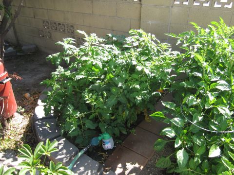 1990 Ford Bronco - Tomato plants are thriving in this sunny garden spot.