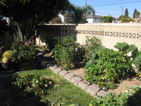 1990 Ford Bronco - A sunny backyard scene shows a variety of plants growing in raised garden beds.