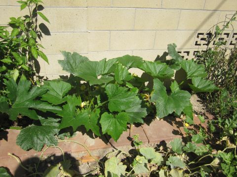 1990 Ford Bronco - A zucchini plant with large leaves and yellow flowers grows against a brick wall.