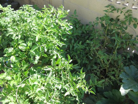 1990 Ford Bronco - Tomato plants grow in a garden bed next to a concrete block wall.