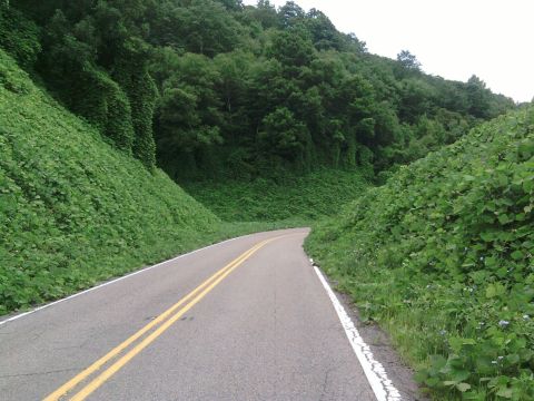 1985 Ford Crown Victoria LTD - A scenic view of a road cutting through a heavily vegetated hillside under an overcast sky.