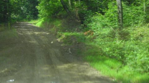 1989 Ford Bronco - A dirt road passes through a wooded area with lush green foliage.