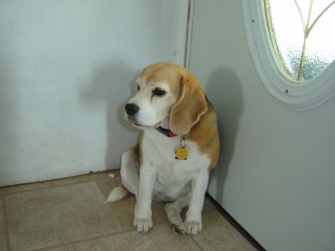 1984 Ford Mustang - A beagle dog sits patiently near a door with a decorative window, looking off to the side.