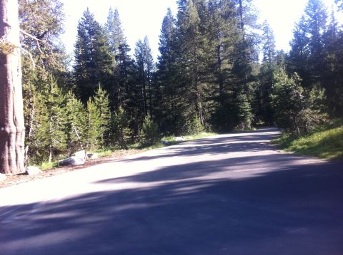 1990 Ford Bronco - A paved road curves through a dense forest with tall pine trees casting shadows.