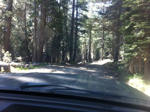 1990 Ford Bronco - View from inside a vehicle driving on a dirt road surrounded by tall trees.