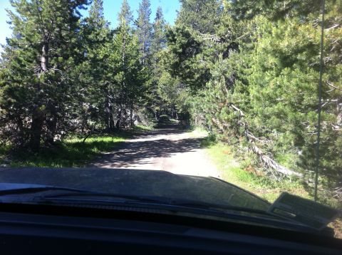 1990 Ford Bronco - Driving down a narrow dirt road surrounded by dense pine forest.