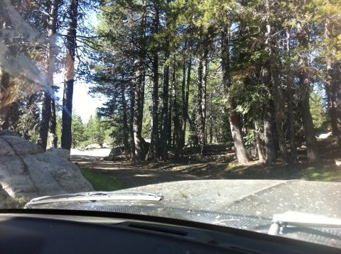 1990 Ford Bronco - View from inside a vehicle driving on a dirt road through a dense forest with large rocks.