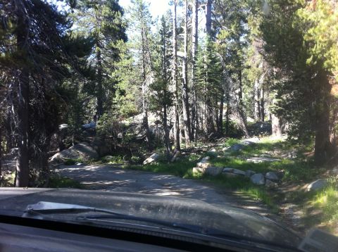 1990 Ford Bronco - Driving on a dirt road through a dense pine forest with rocks and grass alongside.