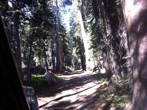 1990 Ford Bronco - A dirt road cuts through a sun-dappled forest, with tall trees lining the path.