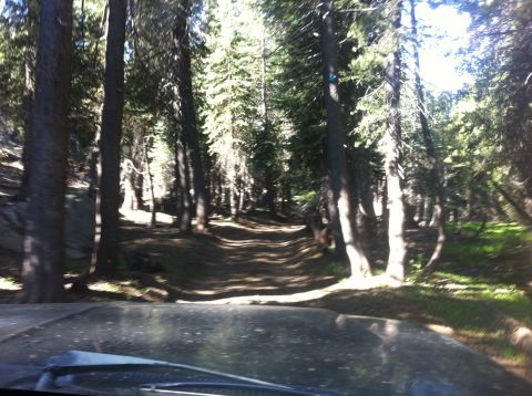 1990 Ford Bronco - Driving down a dirt path in a dense forest with sunlight filtering through the trees.