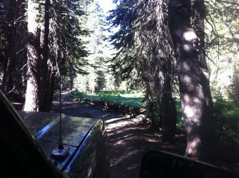 1990 Ford Bronco - A 1990 Ford Bronco drives down a wooded dirt road with fallen logs.