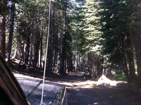 1990 Ford Bronco - SUV travels down a dirt road surrounded by tall trees in a forest.