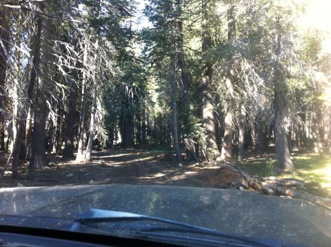 1990 Ford Bronco - Driving on a dirt road through a forest with tall trees on either side.