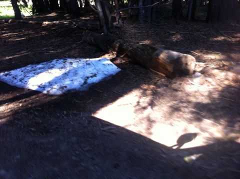 1990 Ford Bronco - A forest scene shows a patch of snow and a fallen log under dappled sunlight.