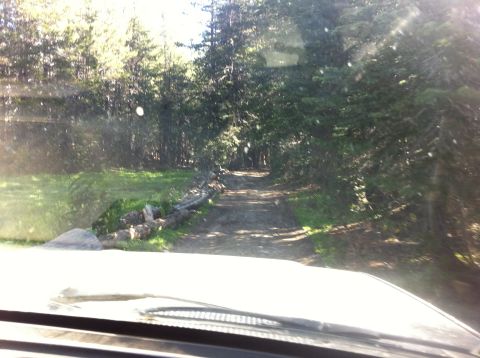 1990 Ford Bronco - View from inside a vehicle looking out at a dirt road winding through a dense forest.