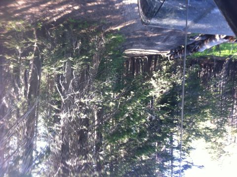 1990 Ford Bronco - A vehicle is partially visible in a forest setting.