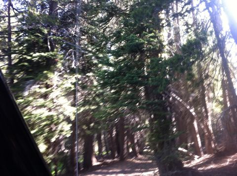 1990 Ford Bronco - Sunlight streams through the trees lining a forest road, creating a dappled light effect on the path ahead.
