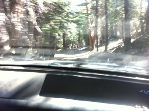 1990 Ford Bronco - Driving on a blurred forest road from inside a vehicle.