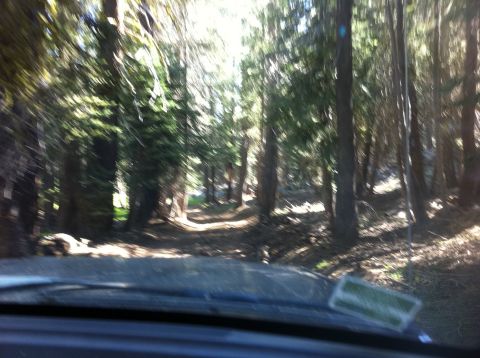 1990 Ford Bronco - Driving down a narrow dirt road surrounded by tall trees in a forest.