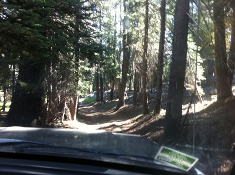 1990 Ford Bronco - Navigating a wooded trail, the path ahead is dappled with sunlight and shadows.