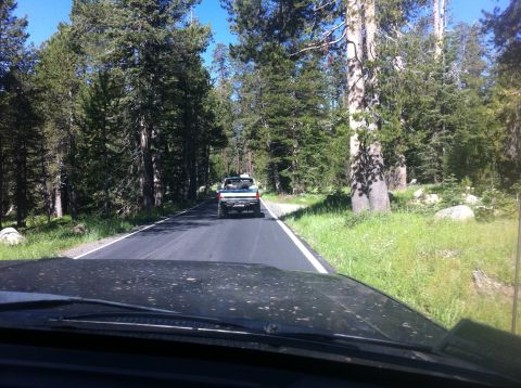 1990 Ford Bronco - Driving on a paved road surrounded by tall pine trees on a sunny day.