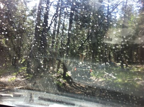 1990 Ford Bronco - Vehicle driving on a rough trail through a dense forest with sunlight filtering through the trees.