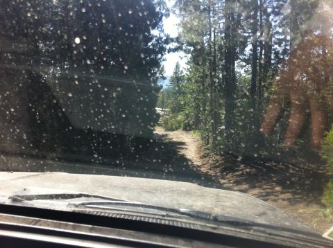 1990 Ford Bronco - Driving on a dusty, wooded trail with sunlight filtering through the trees.