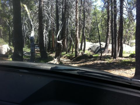 1990 Ford Bronco - Driving on a dirt road through a dense forest with sunlight filtering through the trees.