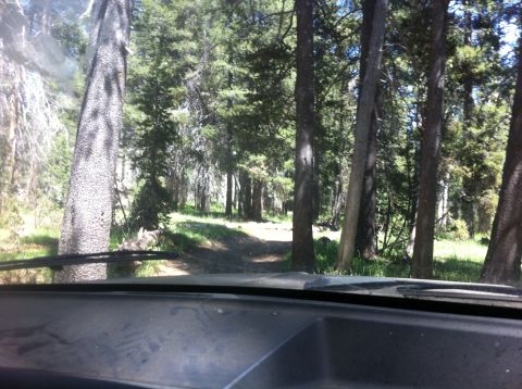1990 Ford Bronco - View from inside a vehicle driving on a dirt road through a dense forest.