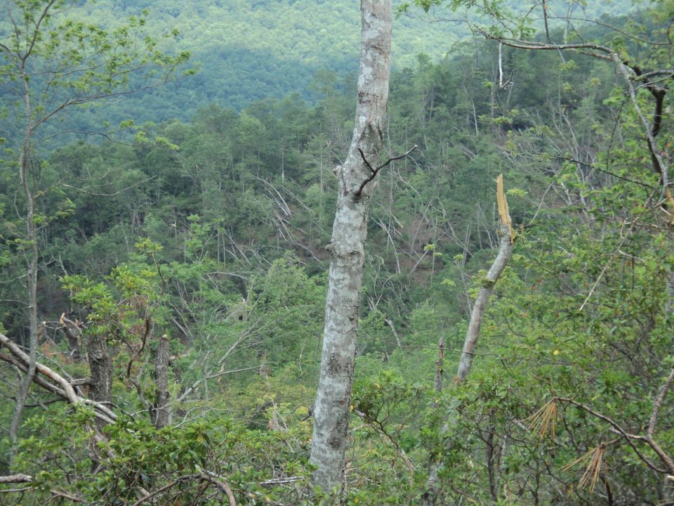 Forest scene with trees and a watermark