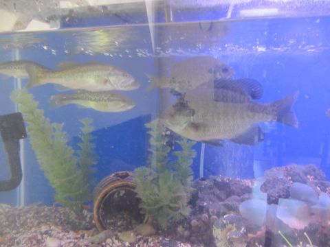 1968 Ford Mustang - Several fish swim in a blue-walled aquarium, with artificial plants and gravel on the bottom.