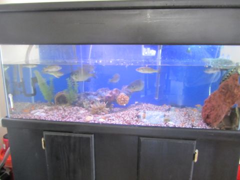 1968 Ford Mustang - A fish tank filled with water, gravel, aquatic plants, and various fish.