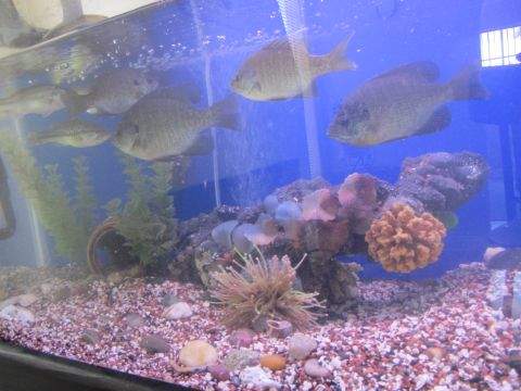 1968 Ford Mustang - Aquarium scene several bluegill and other small fish in a decorated tank.