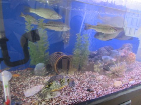 1968 Ford Mustang - A turtle and several fish are visible in a freshwater aquarium, complete with artificial plants and a decorative log.