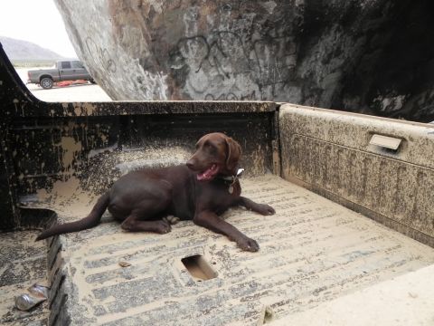 1978 Ford Bronco - A chocolate Labrador lies panting in the mud-splattered black bed of a pickup parked beside a huge graffiti-covered desert boulder. A white…