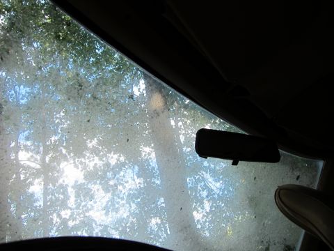 1991 Ford LTD Crown Victoria - Dirty windshield obscures the view outside, with reflections of trees and sunlight.