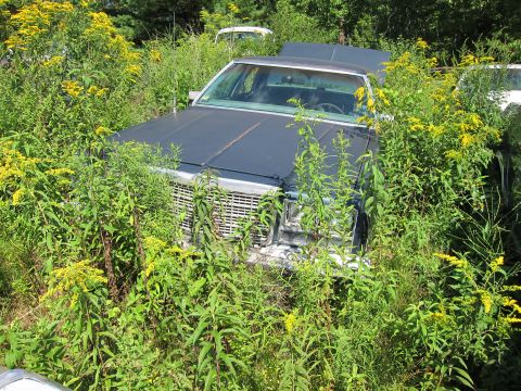 1991 Ford LTD Crown Victoria - Abandoned sedan sits in a field of tall weeds and yellow wildflowers, with another vehicle in the background.