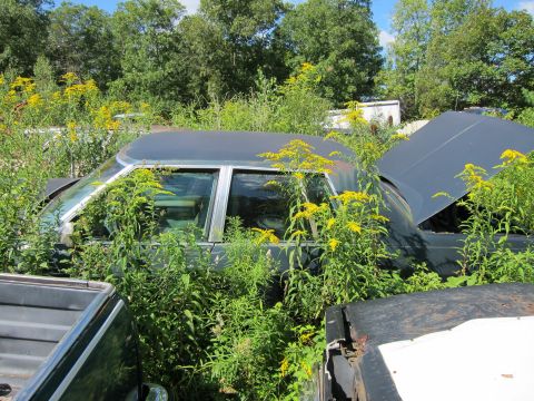 1991 Ford LTD Crown Victoria - This sedan is being reclaimed by nature, with tall weeds and flowers growing all around it.